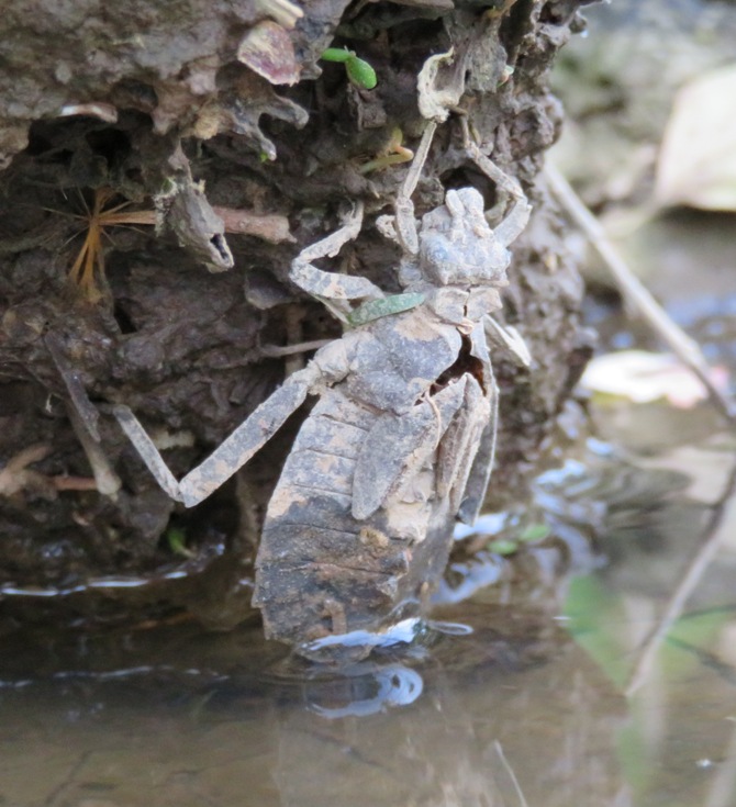 Shed skin from dragonfly nymph