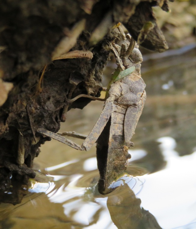 Side view of shed skin from dragonfly nymph