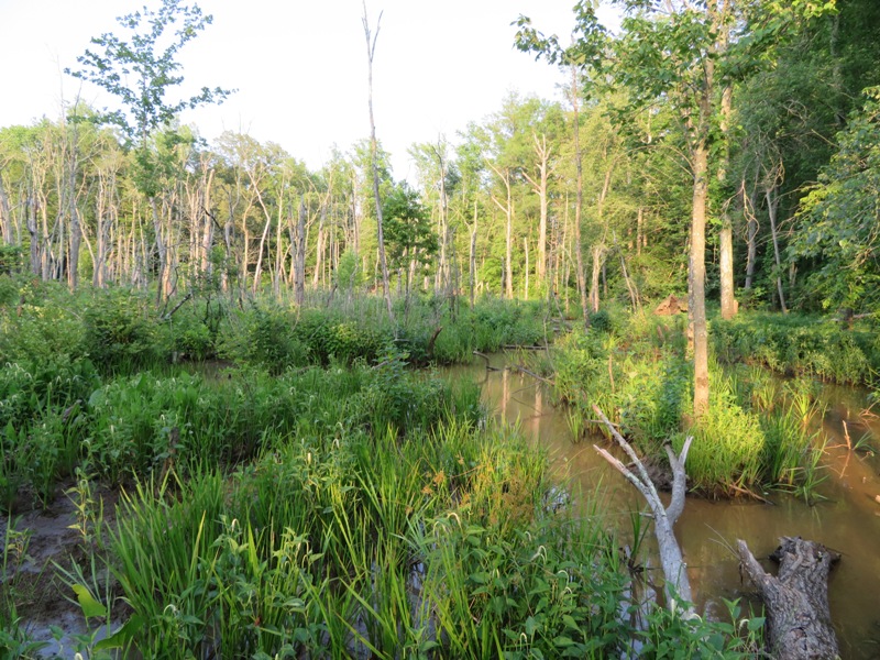 Mostly dry pond with lots of vegetation