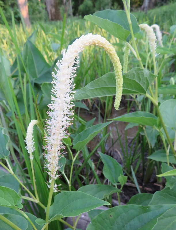 Lizard's tail plant