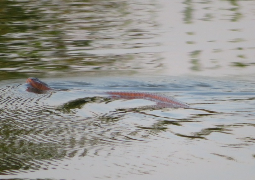 Snake swimming away