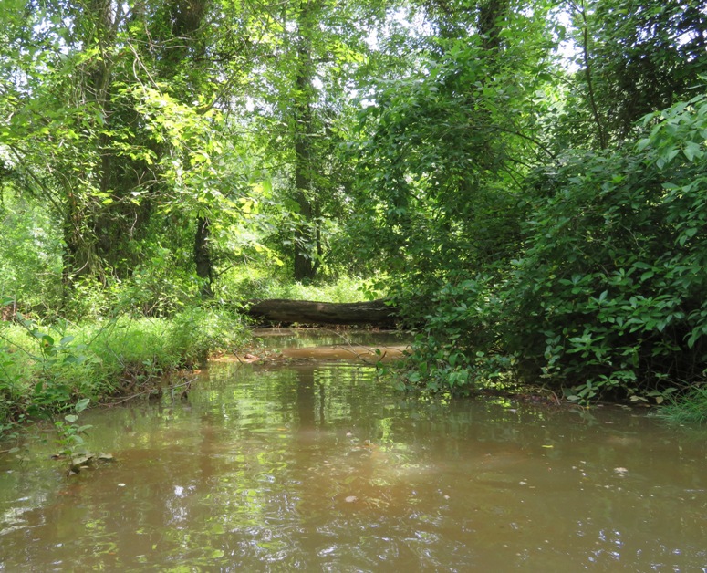 Fallen tree on Bacon Ridge Branch