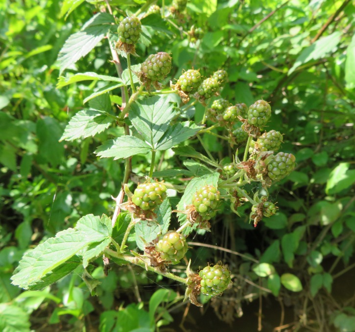 Green berries
