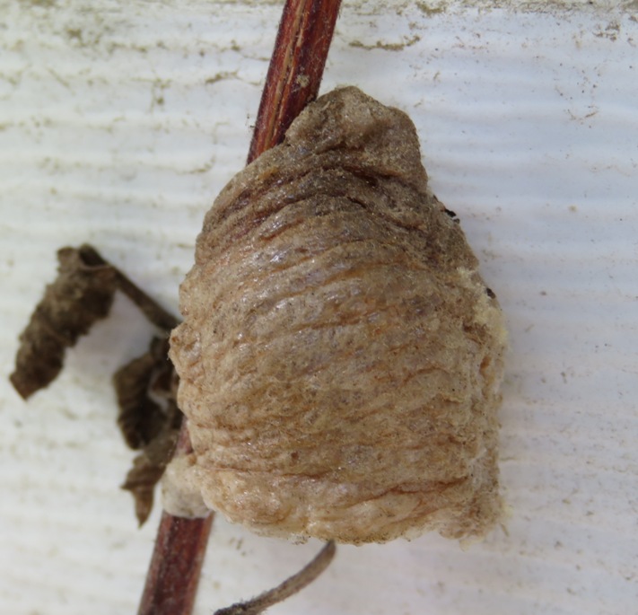 Praying mantis egg case
