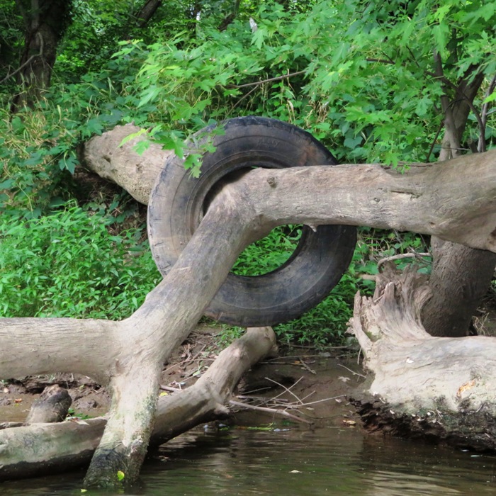 Tire around fallen tree