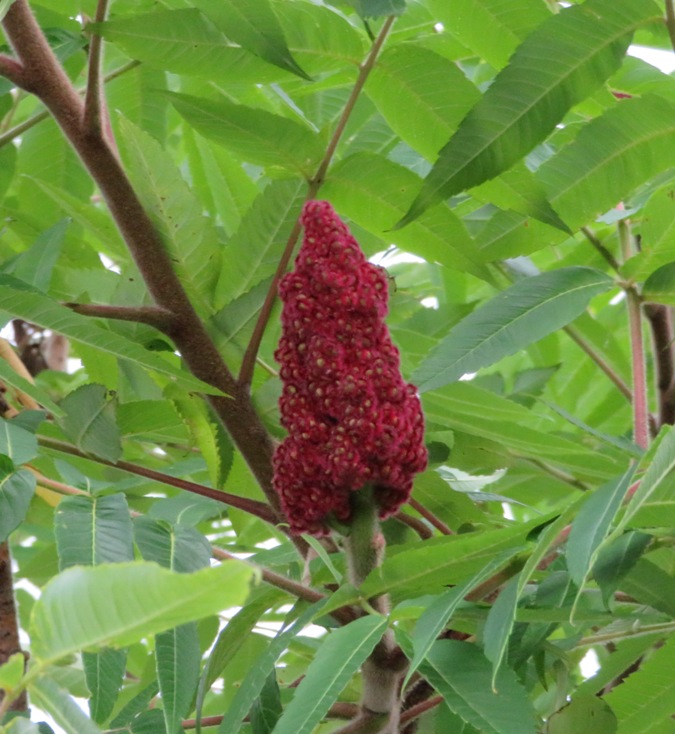 Red sumac flower