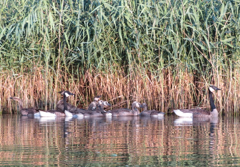 Family of Canada geese on the water