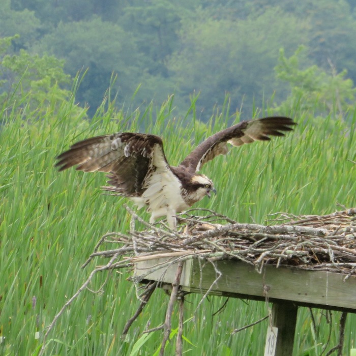 Front view of osprey with wings spread standing on nest