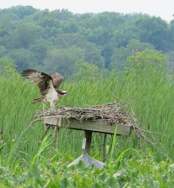 Side view of osprey with wings spread standing on nest