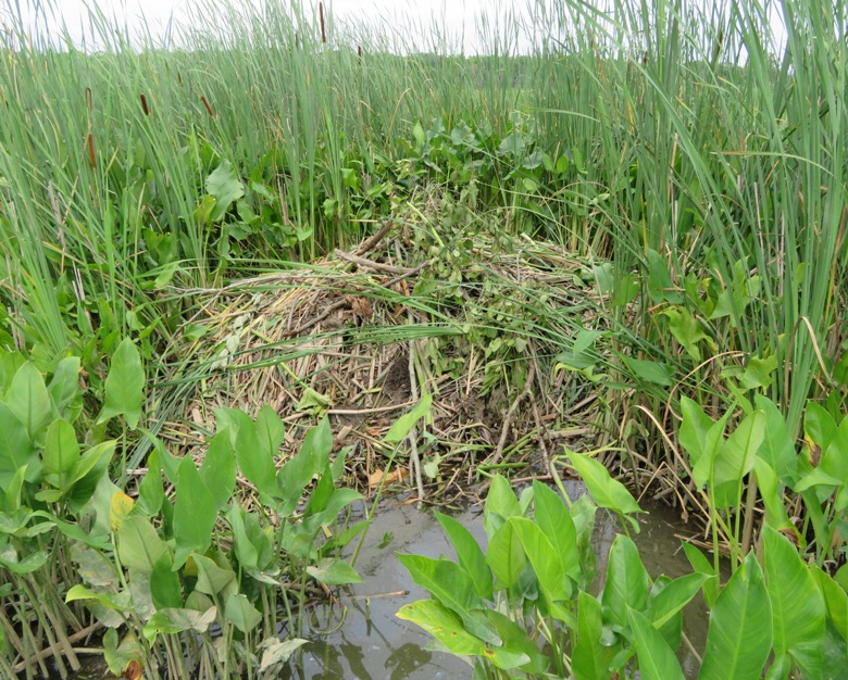 Muskrat mound
