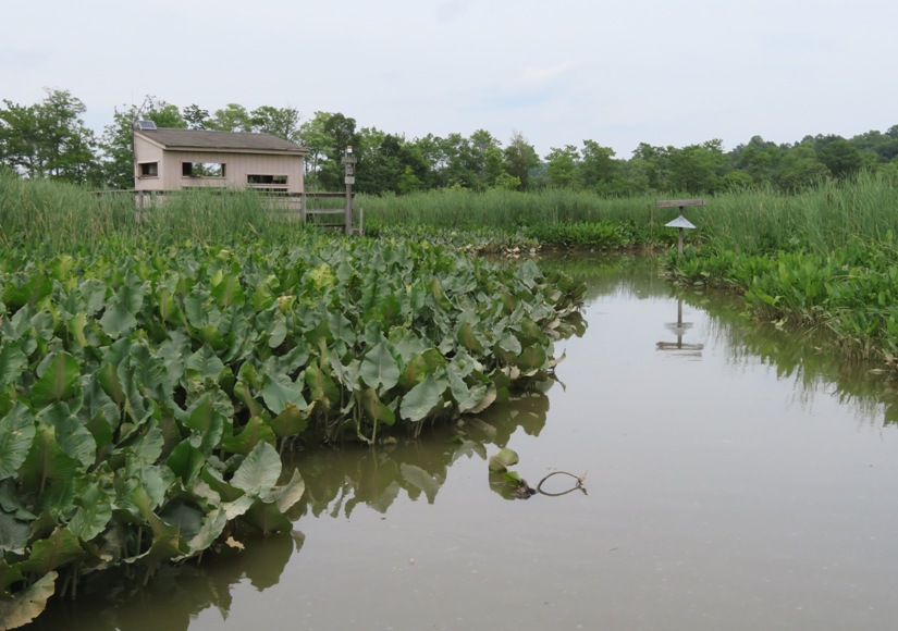 Waterway, spatterdock, and observation area