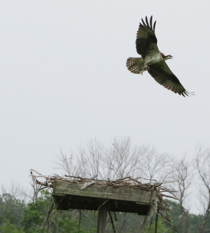 Osprey in flight carrying fish