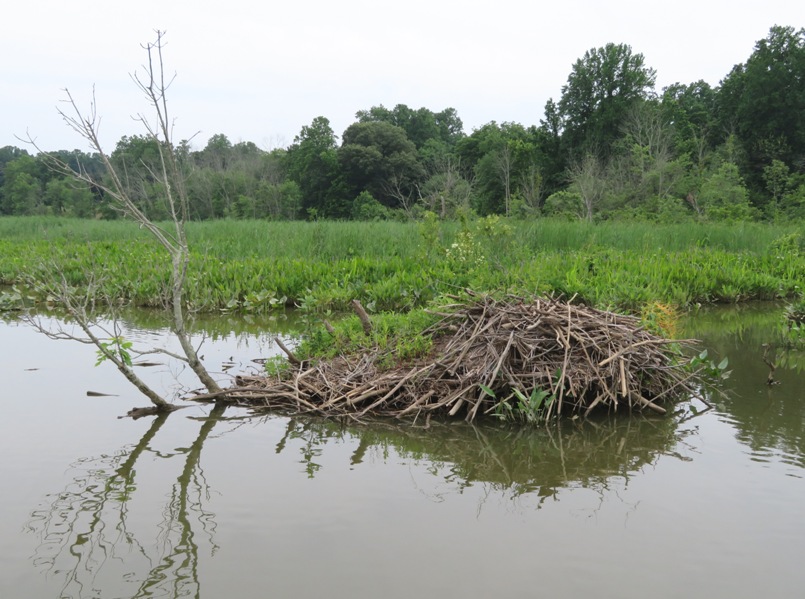 Beaver lodge