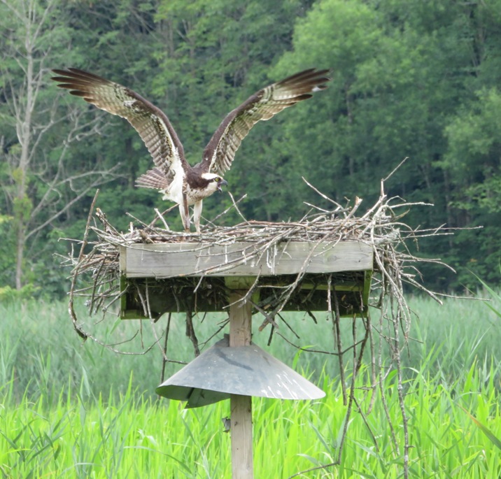 Osprey with wings spread, standing on nest