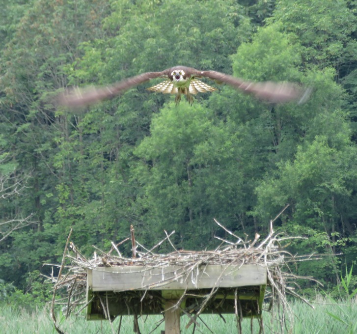 Front view of osprey in flight above nest