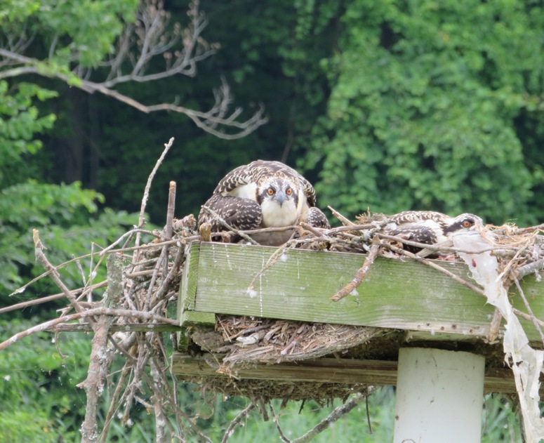 Two osprey in nest, one lying very low