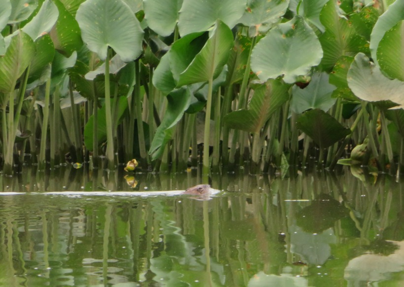 Muskrat swimming in front of spatterdock