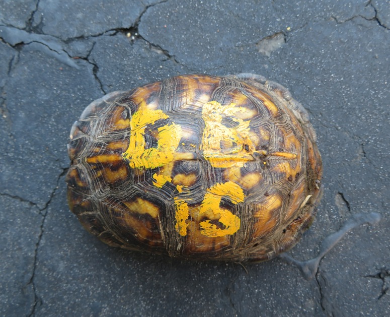 Box turtle with yellow painted numbers on its shell