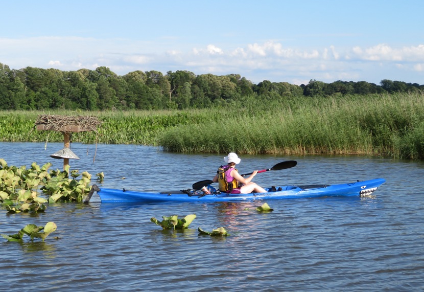 Norma kayaking, looking at nest