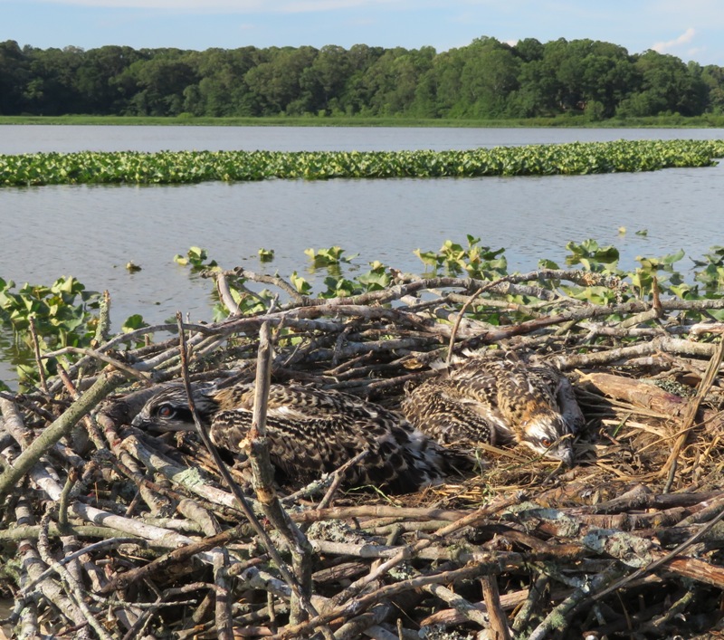 Two juvenile ospreys laying low in nest