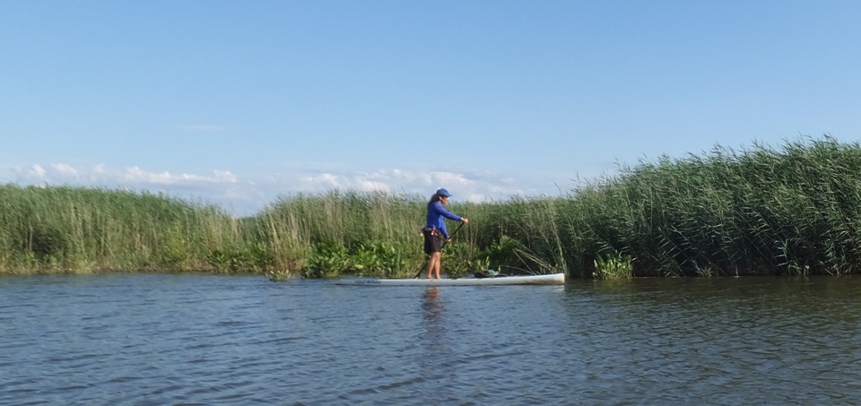 Me paddling SUP with bay grasses behind