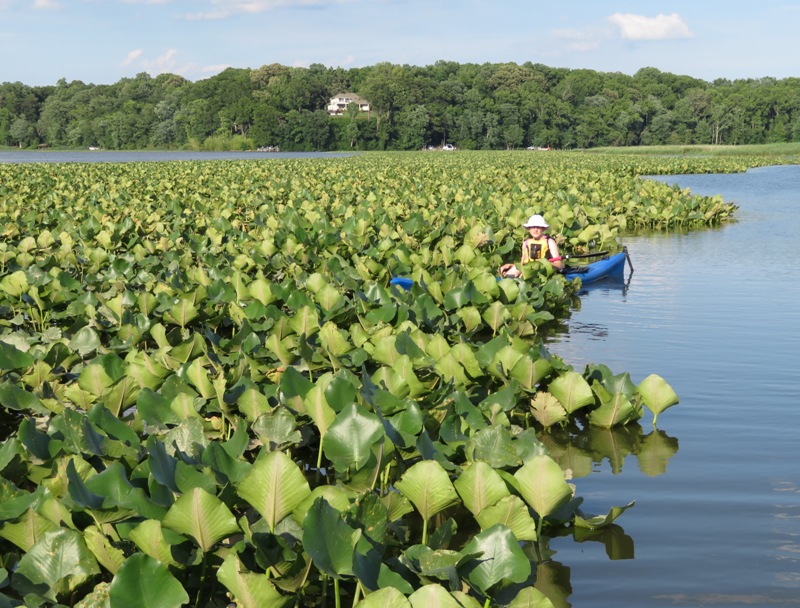 Norma on kayak in spatterdock