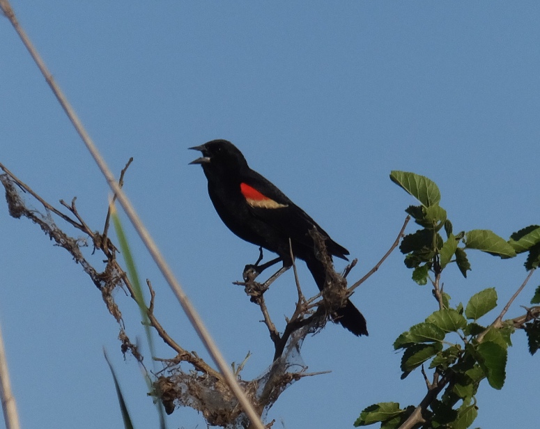 Red-winged blackbird