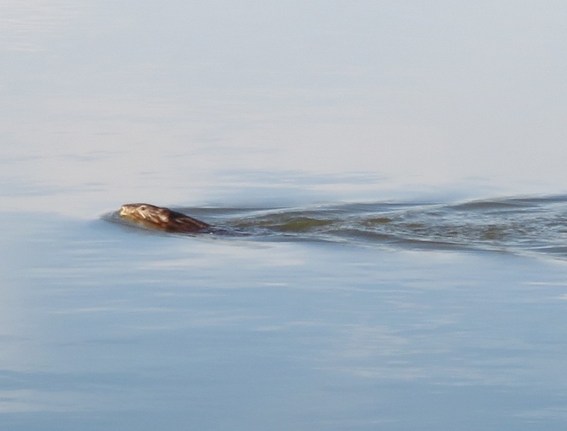 Muskrat swimming