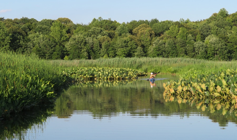 Norma kayaking amongst the greenery