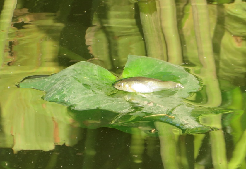 Fish lying flat on leaf