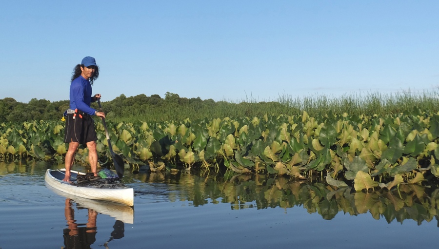 Me on SUP with spatterdock behind