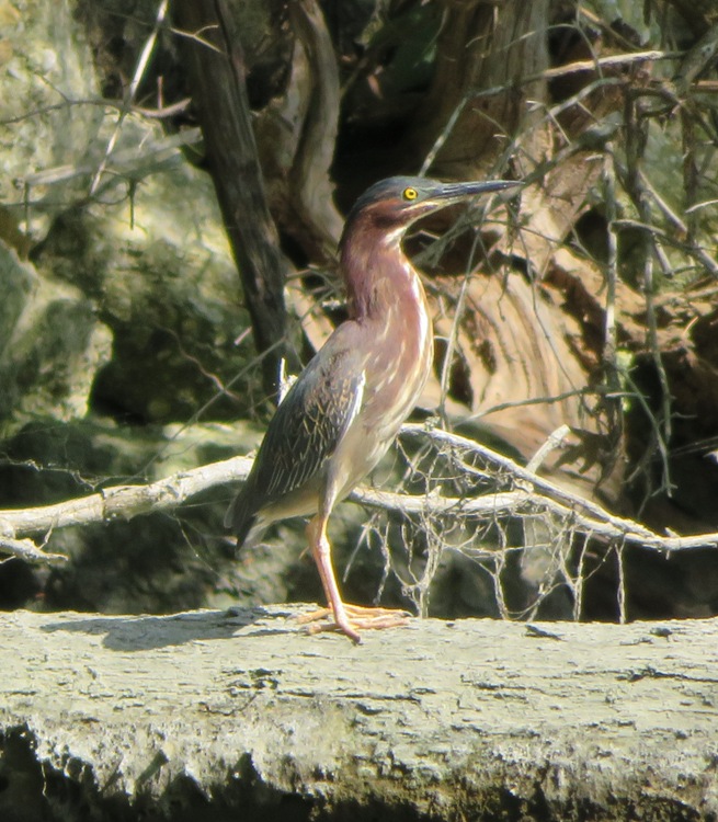 Green heron standing upright on log
