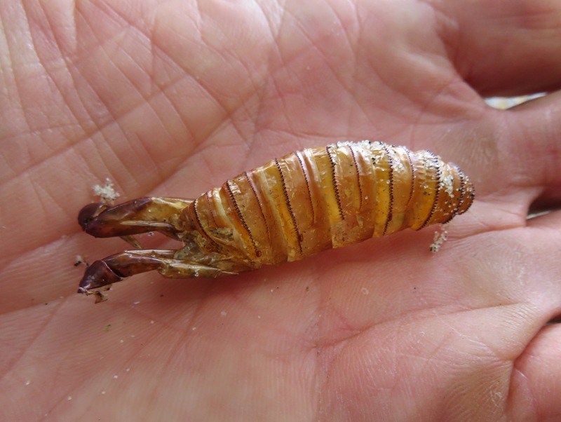 Insect molt in my hand