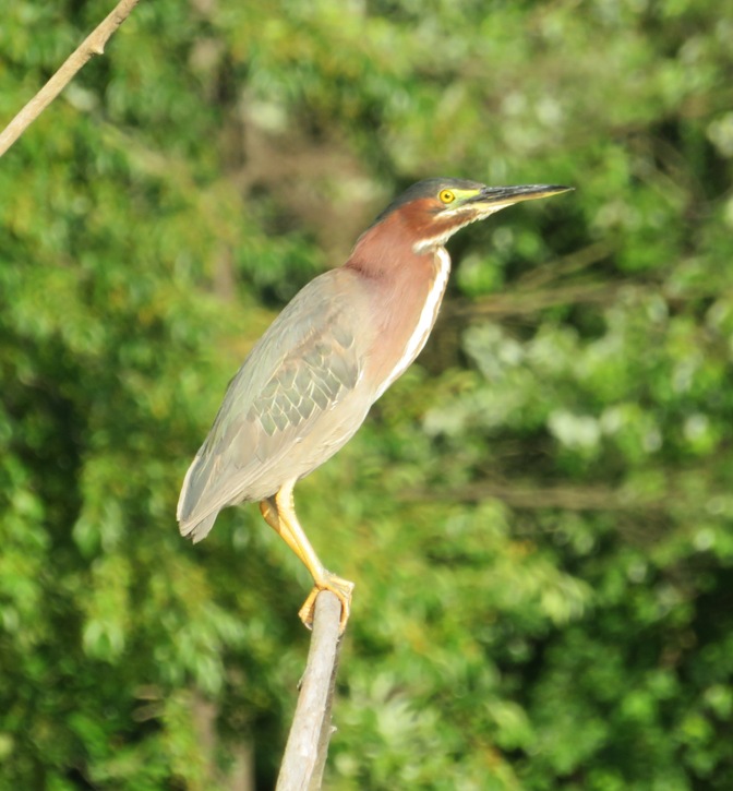 Green heron perched