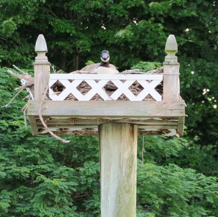 Canada goose sitting in osprey platform