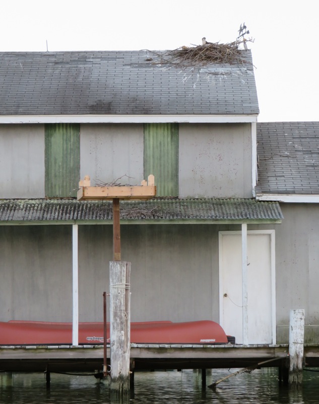 Osprey in nest on roof