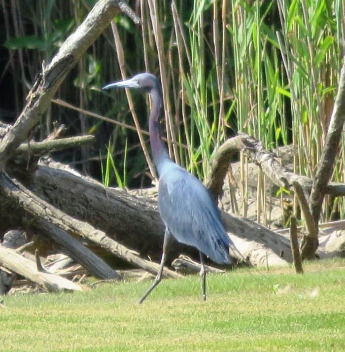 Little blue heron wading