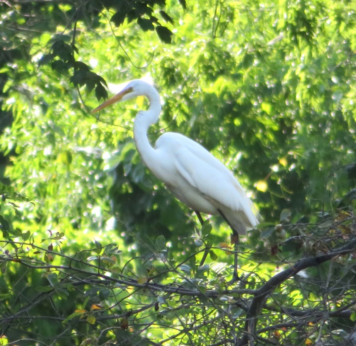 Great egret in tree