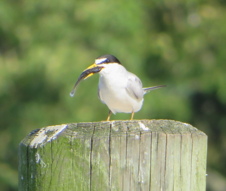 Least tern with fish in mouth