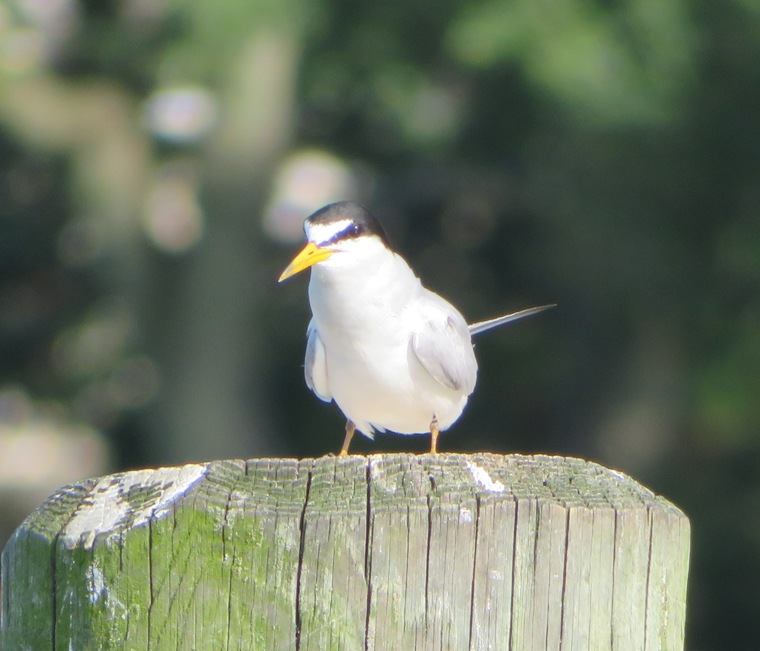 Same bird after swallowing fish