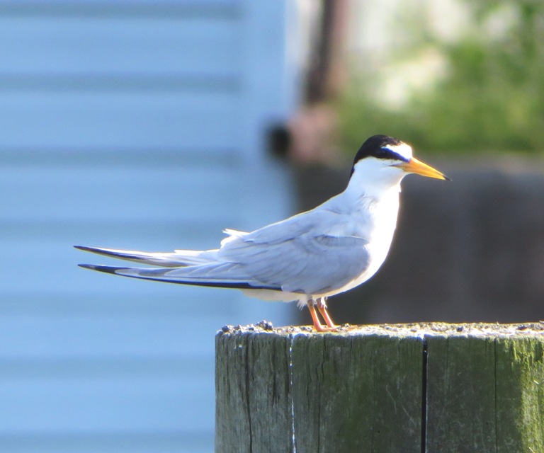 Profile view of least tern