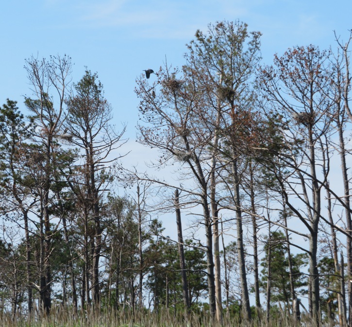 Great blue heron rookery