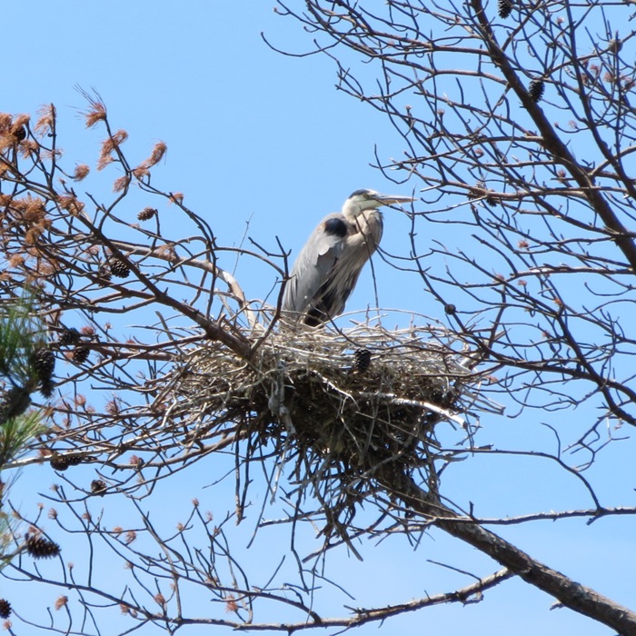 Single heron in nest