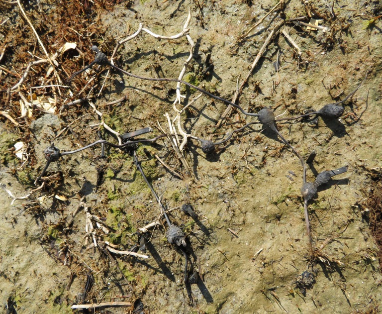 Dark gray balls connected by strands