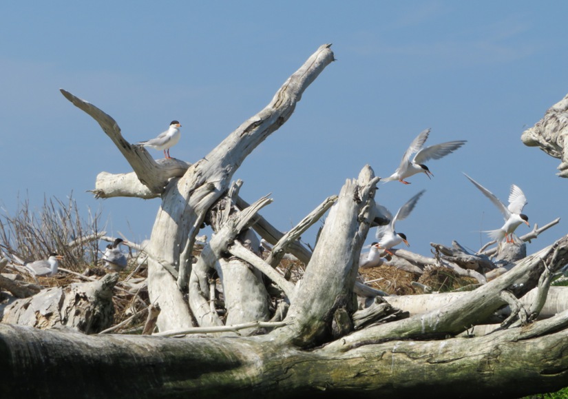 Terns with wings spread on fallen trees