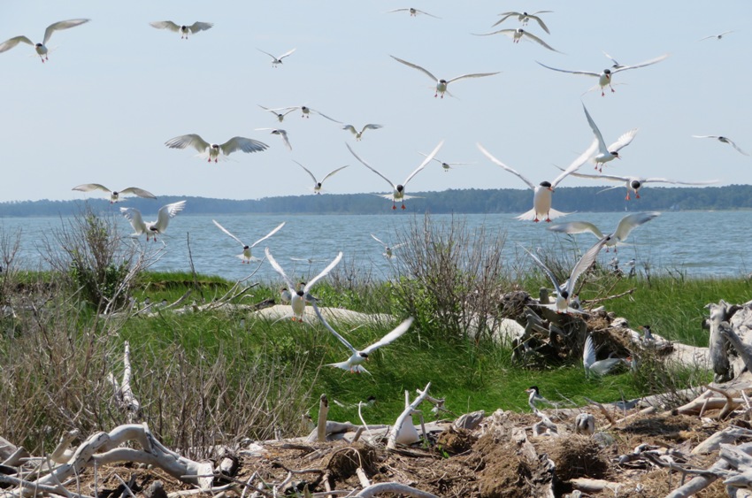 Numerous terns in flight