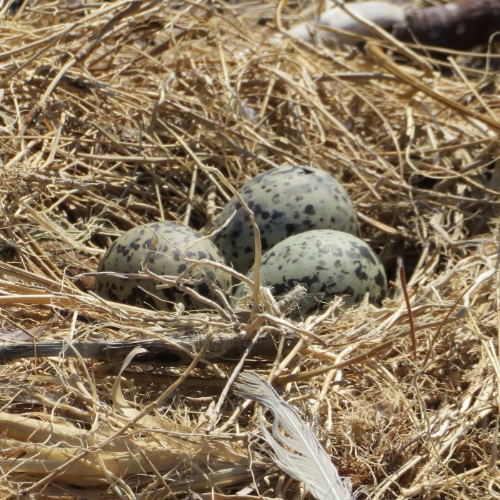 Nest with three eggs