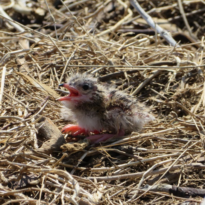 Baby tern in nest
