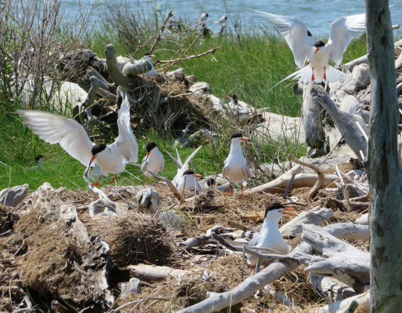 Baby in nest surrounded by adult terns