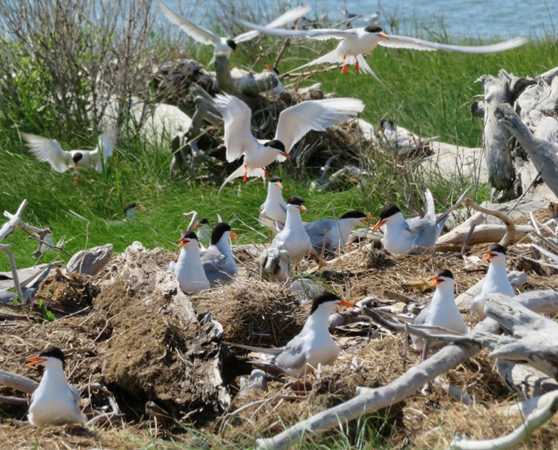 Some birds on ground and some in air showing their forked tails